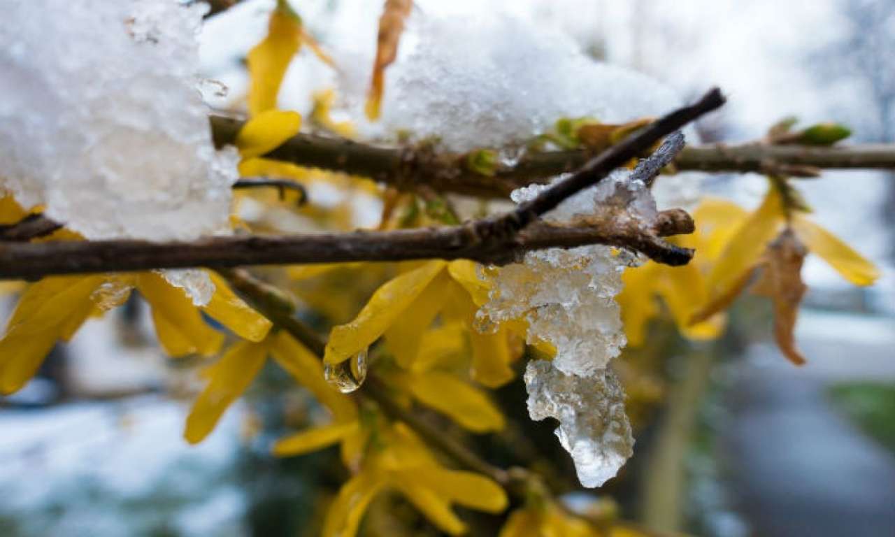 На Черкащині найбільше снігу випало у Жашкові – до 10 см