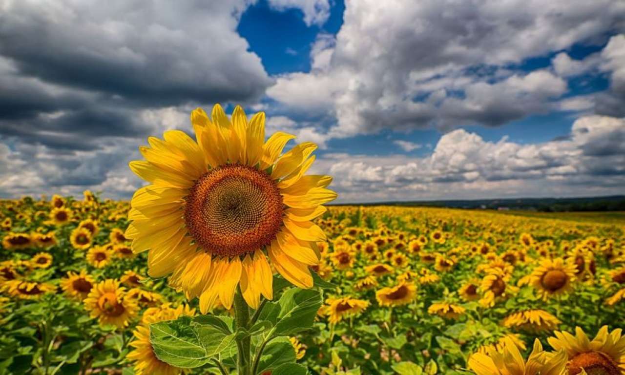 Черкащині прогнозують рекордний врожай соняшнику