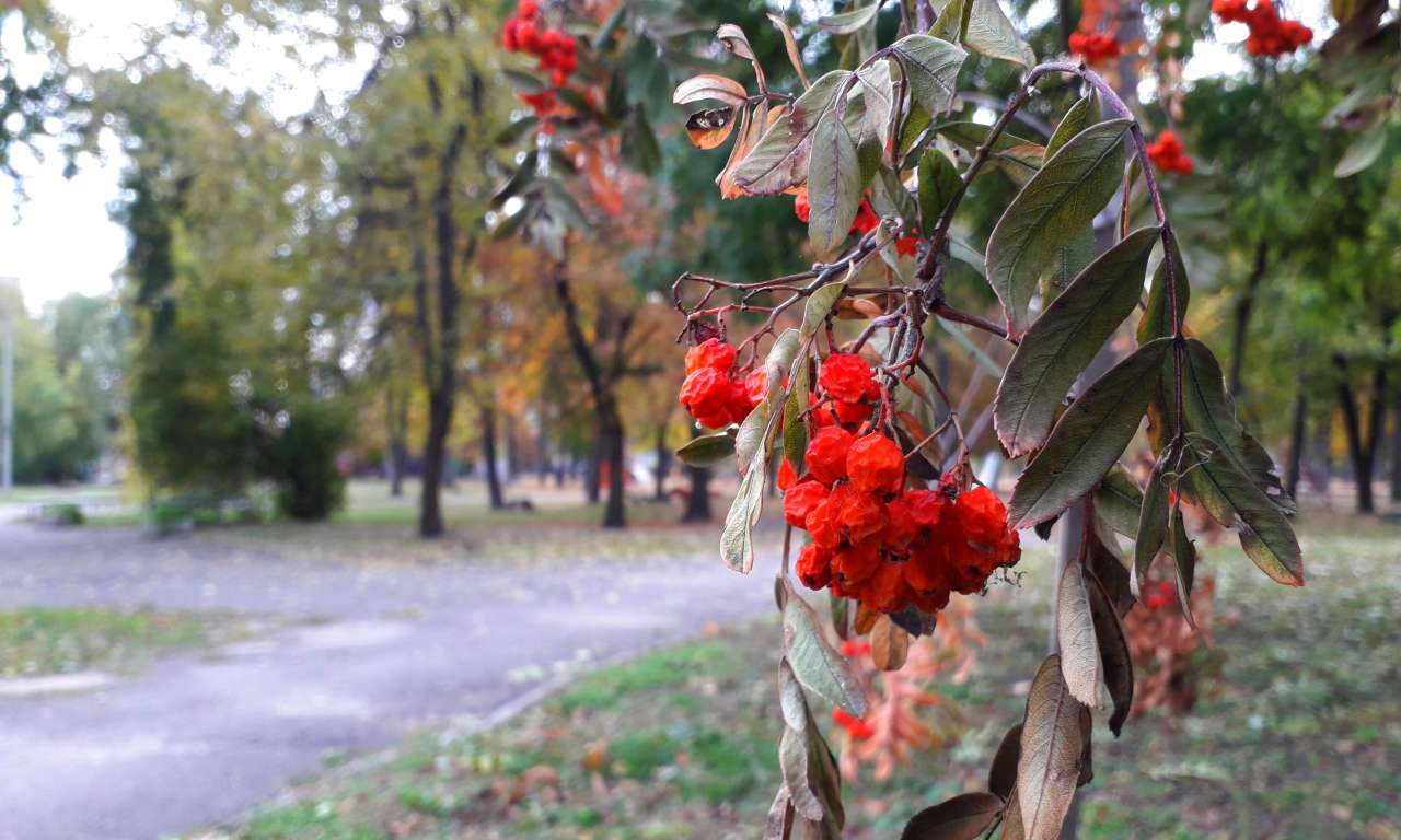 Осінні фарби золотоніського парку (ФОТОРЕПОРТАЖ)-1032