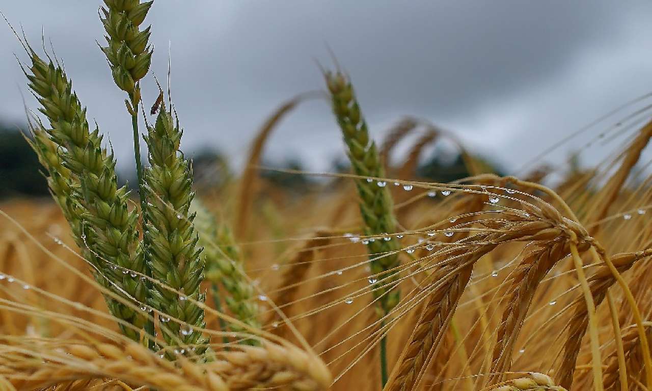 Учорашні дощі затримали збирання врожаю на Черкащині та можуть спричинити його втрати