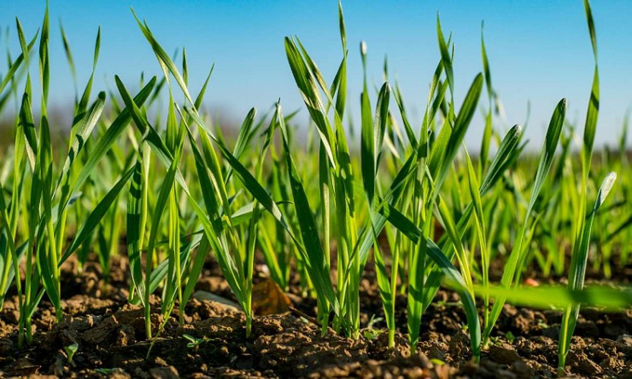 Агрометеорологи прогнозують Черкащині гарний врожай озимих культур