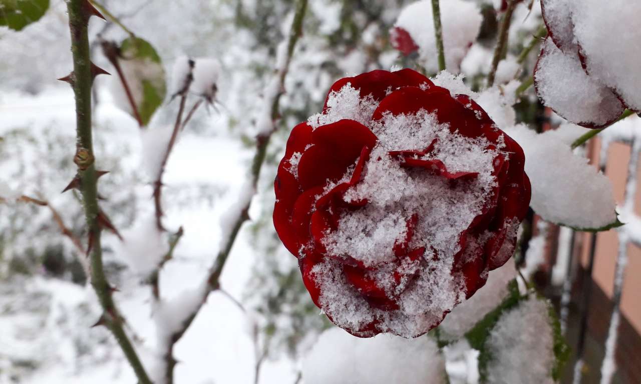 За тиждень до зими Черкаси завалило снігом (ФОТО)