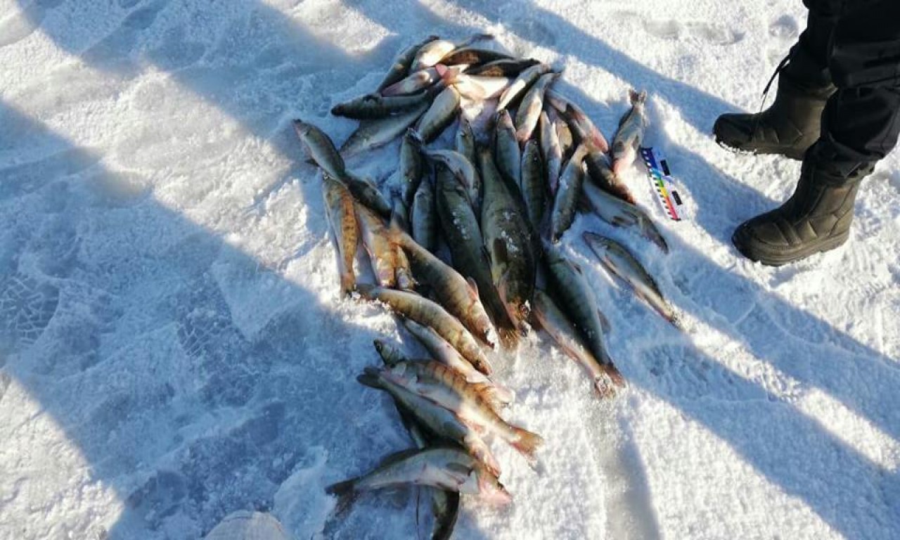 Втекли і рибу покинули: в урочищі «Чорна яма» виявлено 13 кг «нічийних» судаків