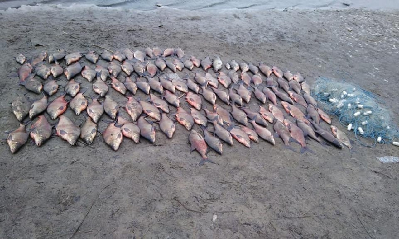 У Липівському заказнику знайшли браконьєрської риби на майже 33 тисячі гривень-215