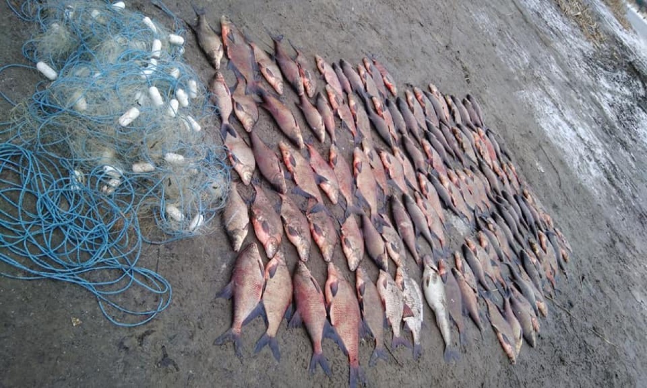 У Липівському заказнику знайшли браконьєрської риби на майже 33 тисячі гривень-216