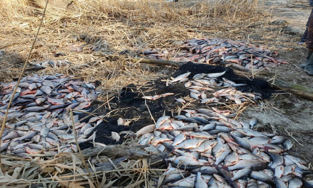 Браконьєрами у Сулинському заказнику виявились працівники Полтавського рибоохоронного патруля (ФОТО)-284