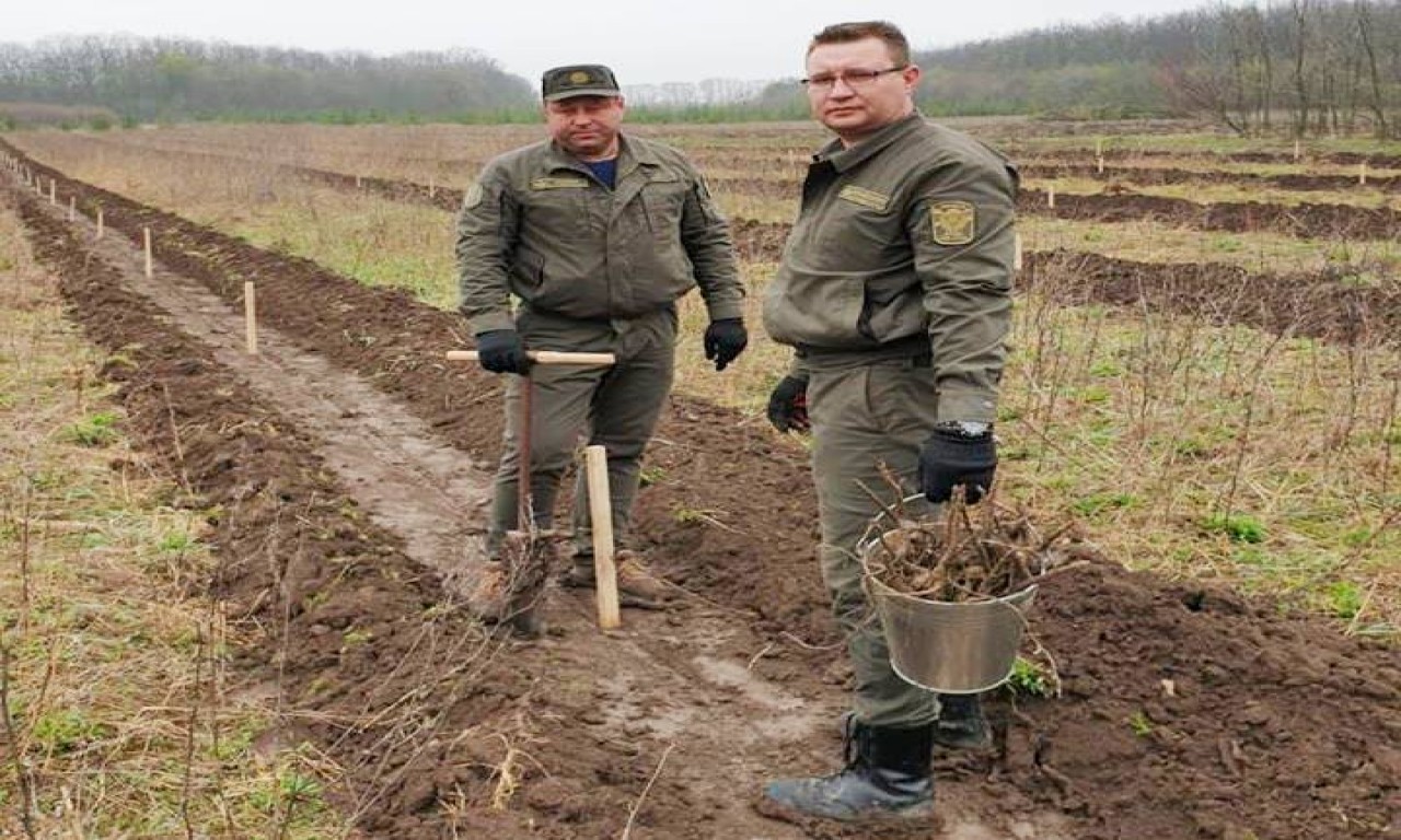 Лисянські лісівники долучилися до Всеукраїнського флешмобу «Висади свої горіхи»