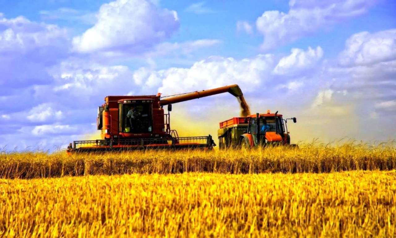 Нестабільна погода цього літа сприяє високому врожаю зернових, але загрожує овочевим
