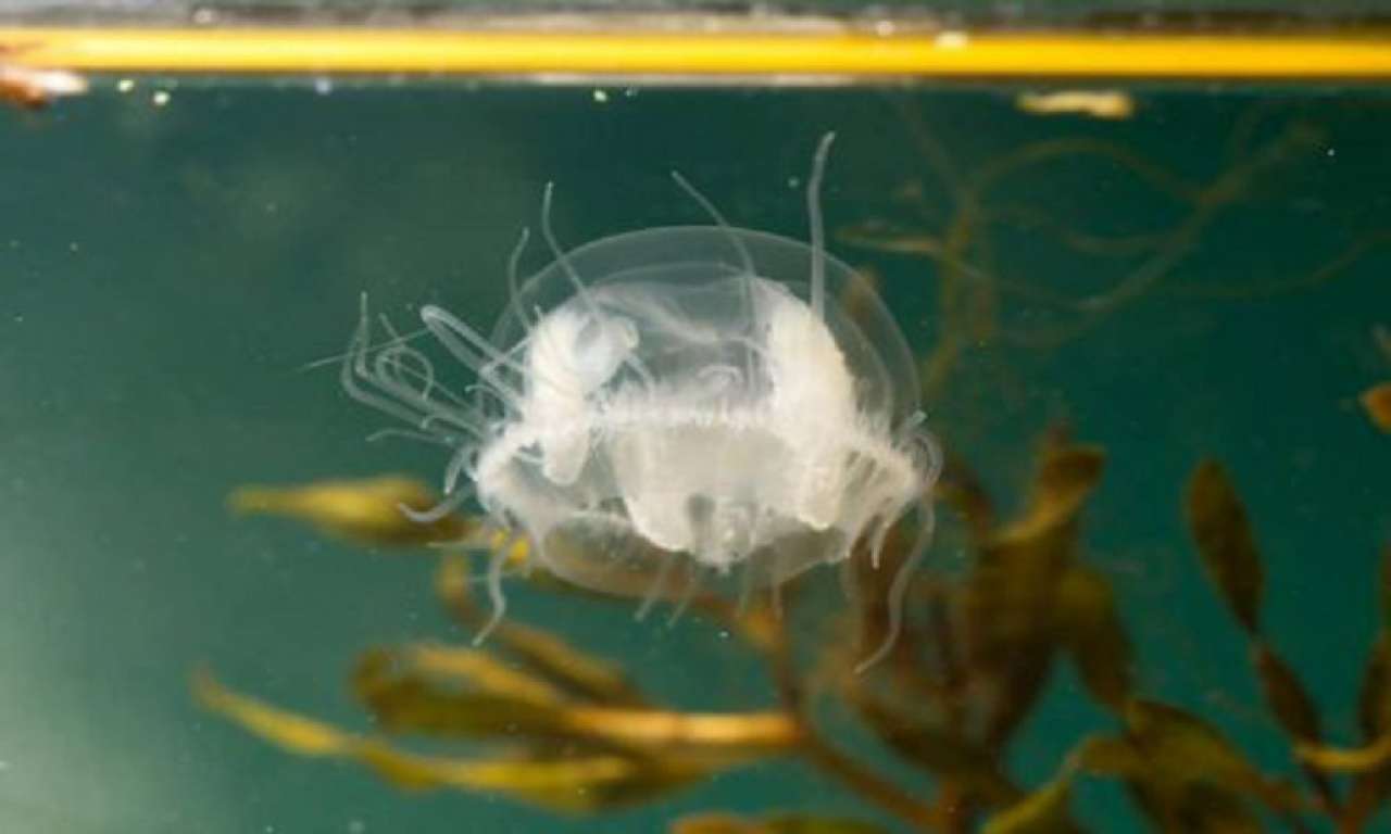 Науковець з ЧНУ пояснив появу медуз у Дніпрі