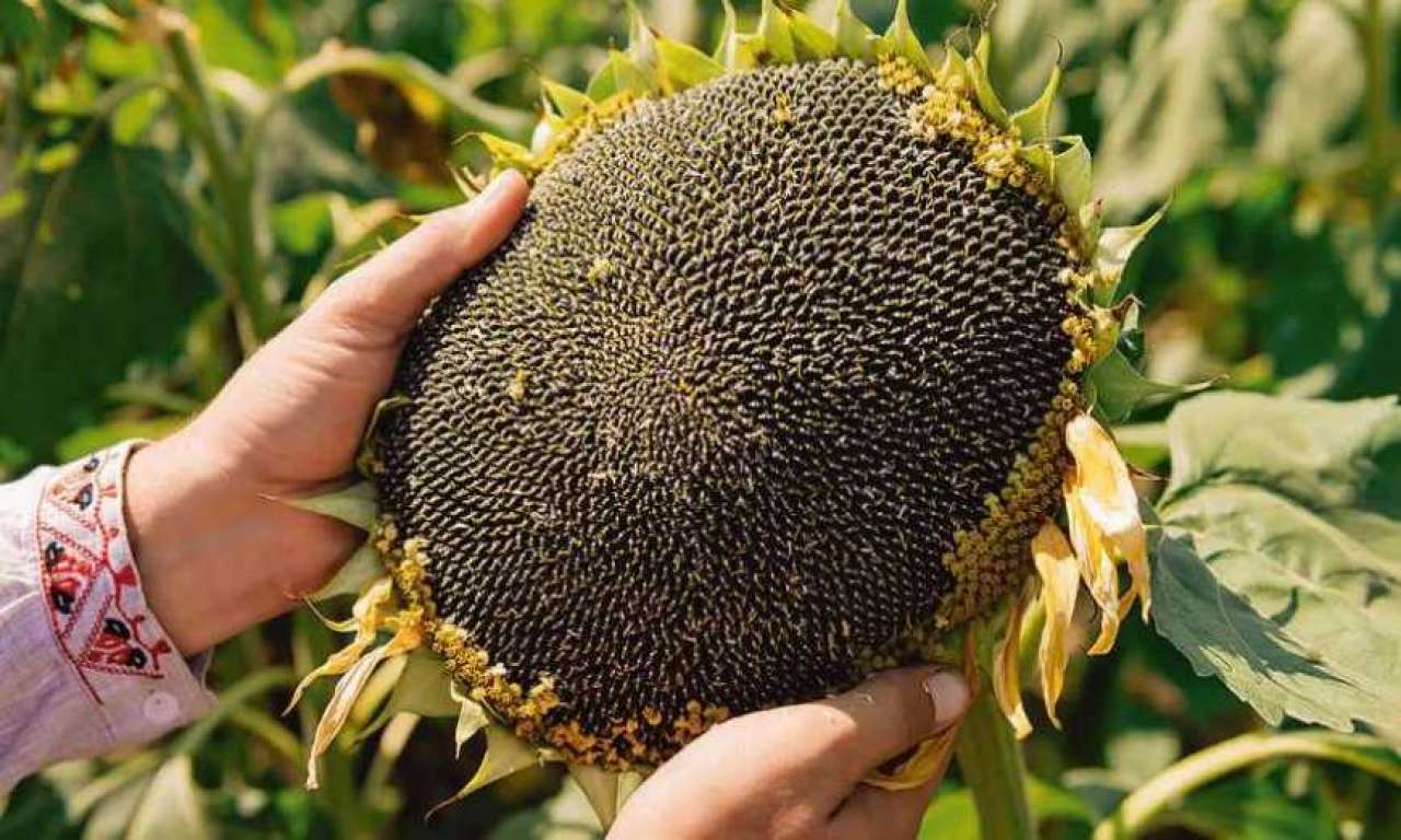 Врожай соняшника на Черкащині може сягти рекорду