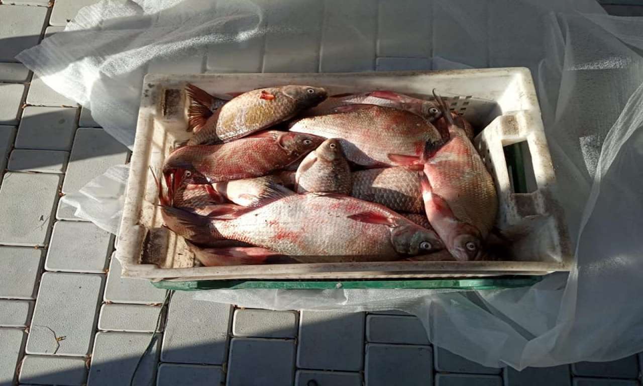 На Чорнобаївщині виявлено 7 браконьєрських сіток з рибою