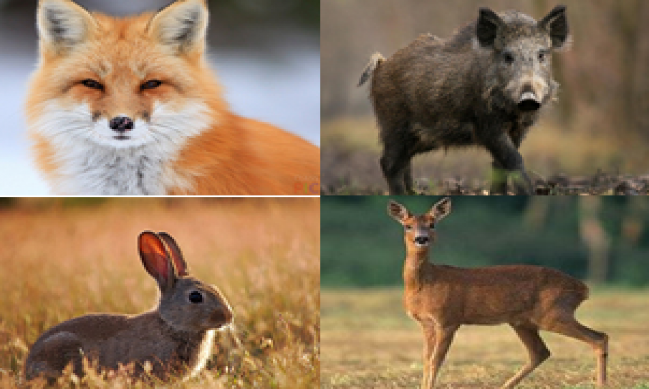 Завтра на Черкащині стартує сезон полювання на парнокопитних та хутрових диких тварин