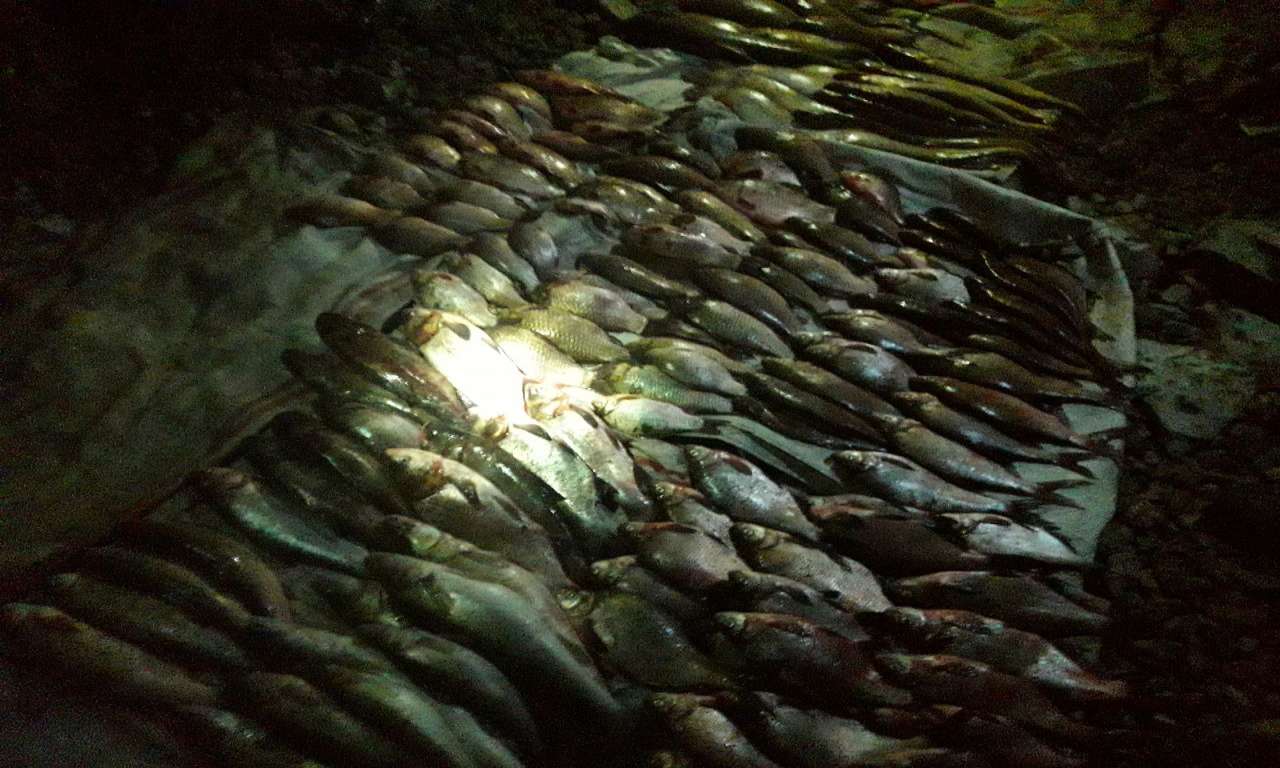 Понад 100 кг риби виловив браконьєр самотужки у Сулинському заказнику