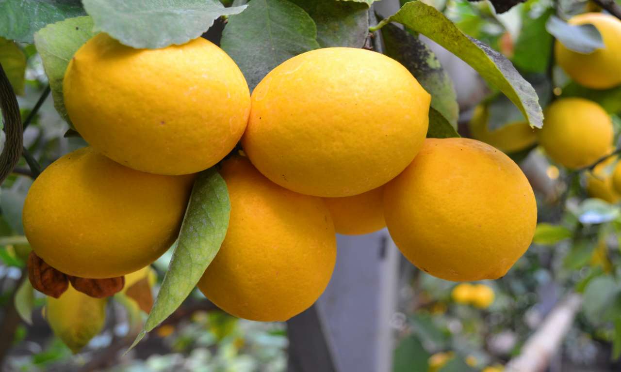 У Корсунь-Шевченківському лісгоспі вирощують лимони Мейєра (ФОТО)