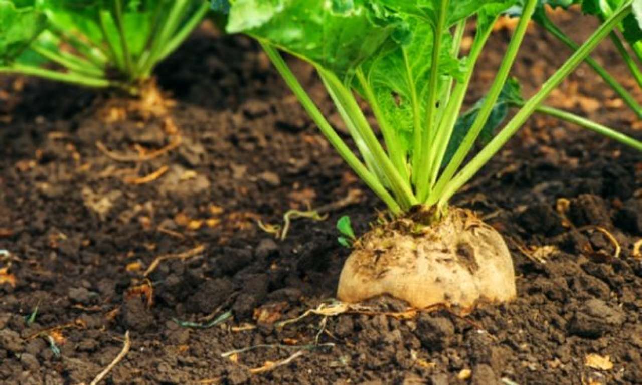 Агрометеорологи прогнозують непоганий врожай цукрового буряку на Черкащині