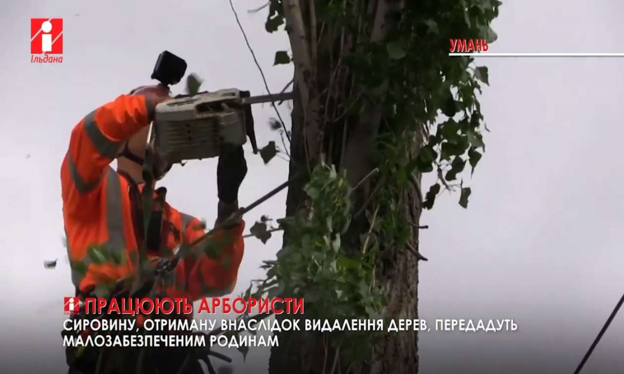 В Уманській громаді взялися видаляти дерева, а сировину віддадуть малозабезпеченим (ВІДЕО)