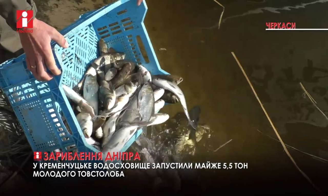 У Дніпро біля Свидівка запустили п’ять з половиною тон товстолоба (ВІДЕО)