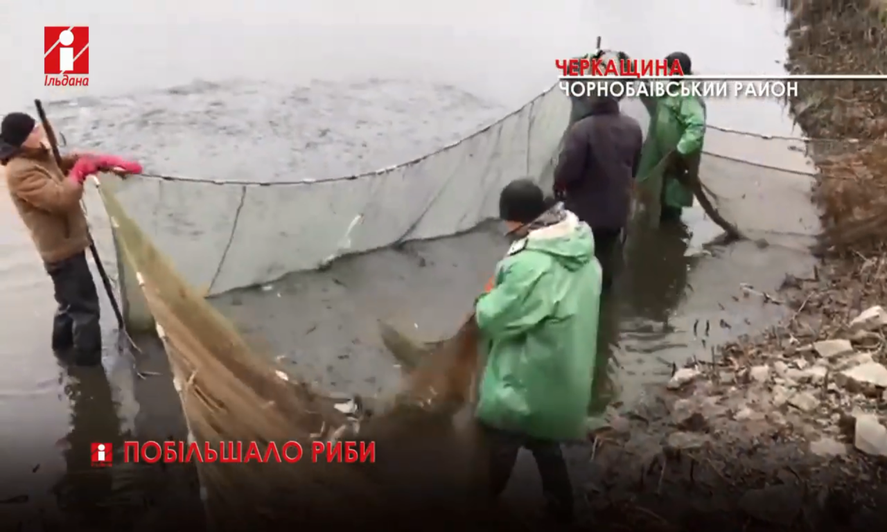 Понад 4,5 тонни риби поповнили запаси Дніпра біля Черкас (ВІДЕО)
