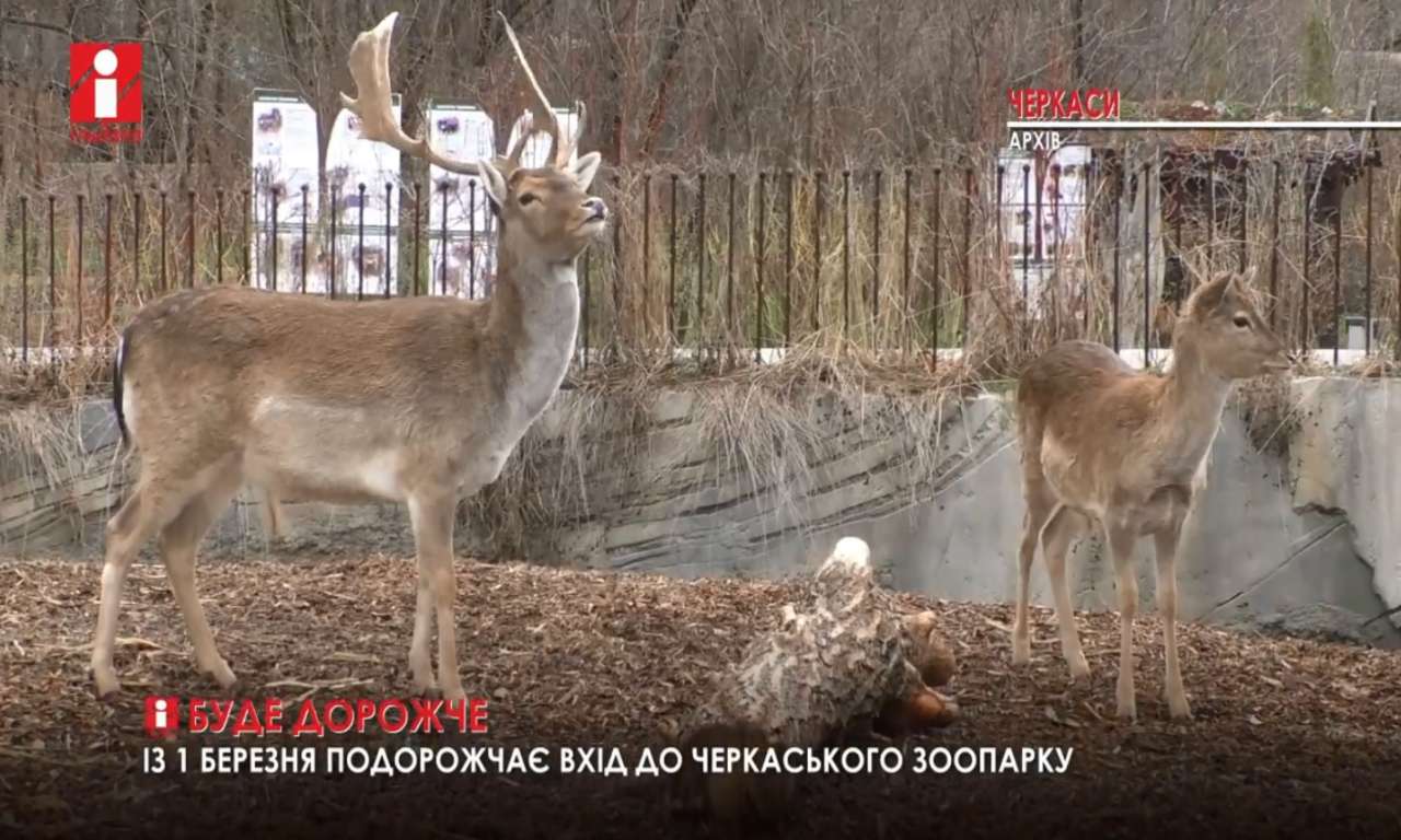 Черкаський зоопарк увійшов до переліку 15 найкращих проєктів десятиліття України (ВІДЕО)