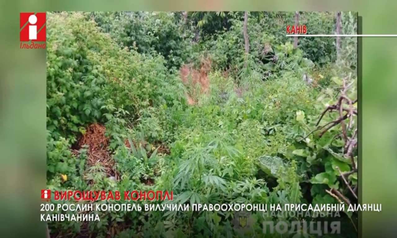 200 рослин конопель вилучили правоохоронці на присадибній ділянці канівчанина (ВІДЕО)