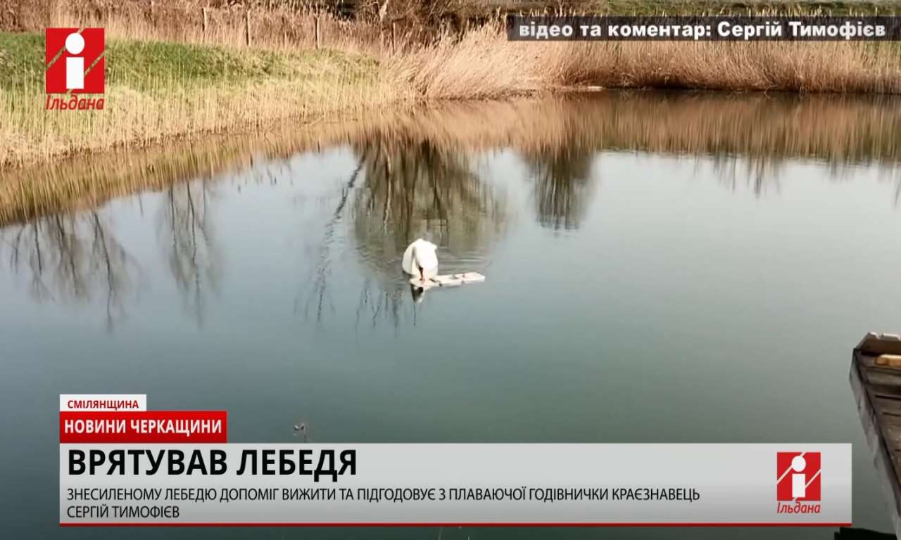 У Сунках на Смілянщині краєзнавець врятував лебедя (ВІДЕО)