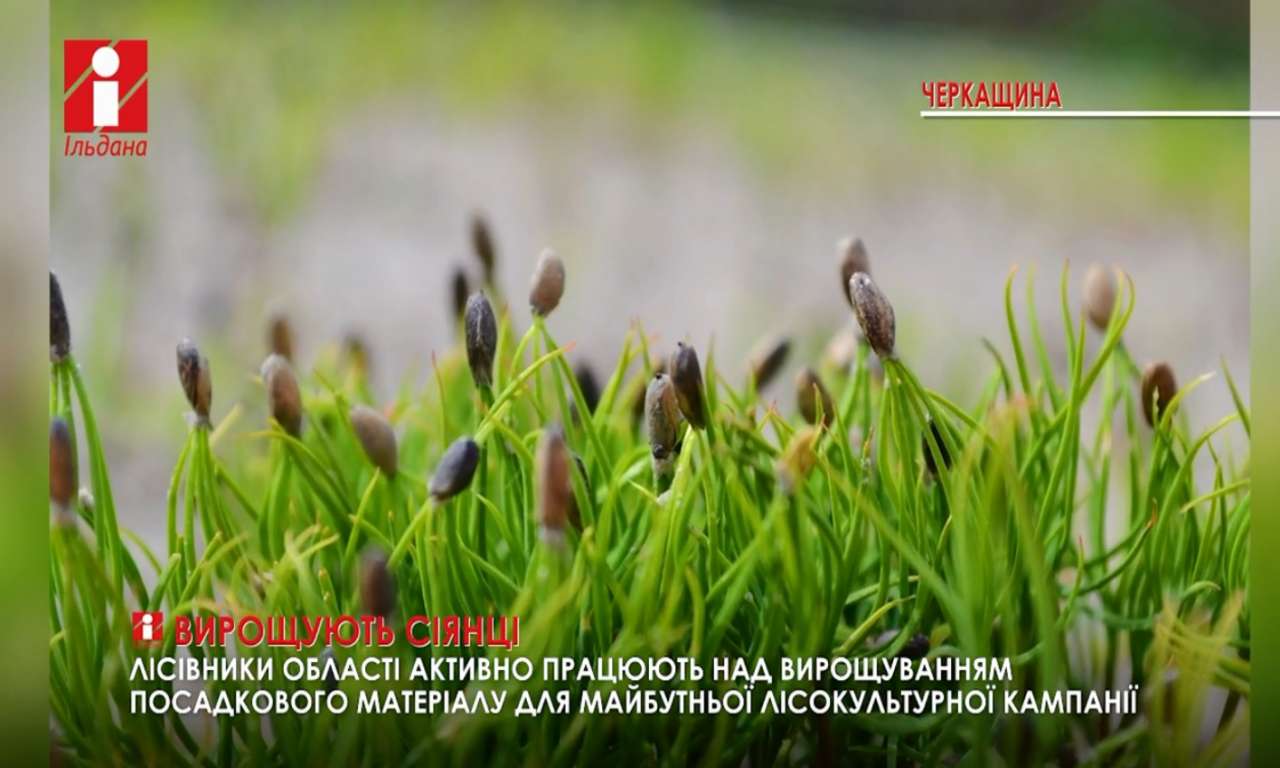 Майже 8 млн сіянців вирощують до наступної весняної посадки у лісгоспах Черкащини (ВІДЕО)
