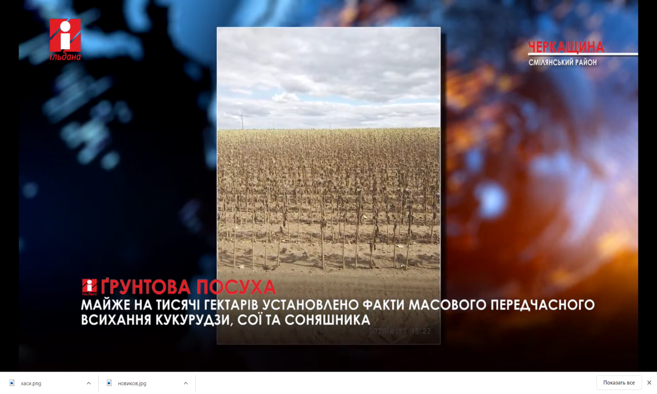 Майже тисячу гектарів посівів постраждали від посухи на Смілянщині (ВІДЕО)