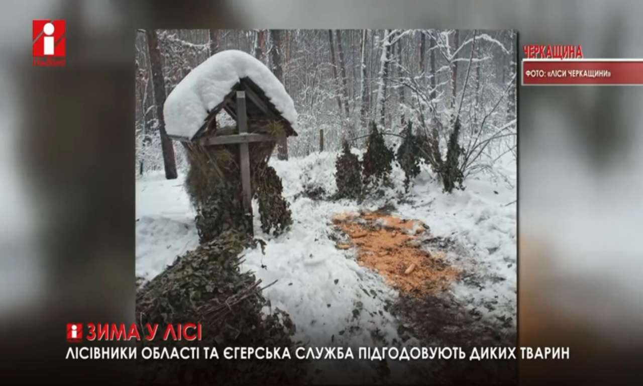 Підгодівельні майданчики облаштували в черкаських лісах лісівники та мисливці (ВІДЕО)