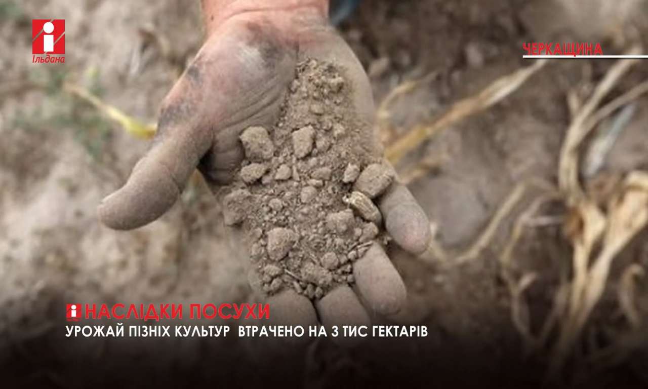 На Черкащині втрачено урожай пізніх культур на трьох тисячах гектарів (ВІДЕО)