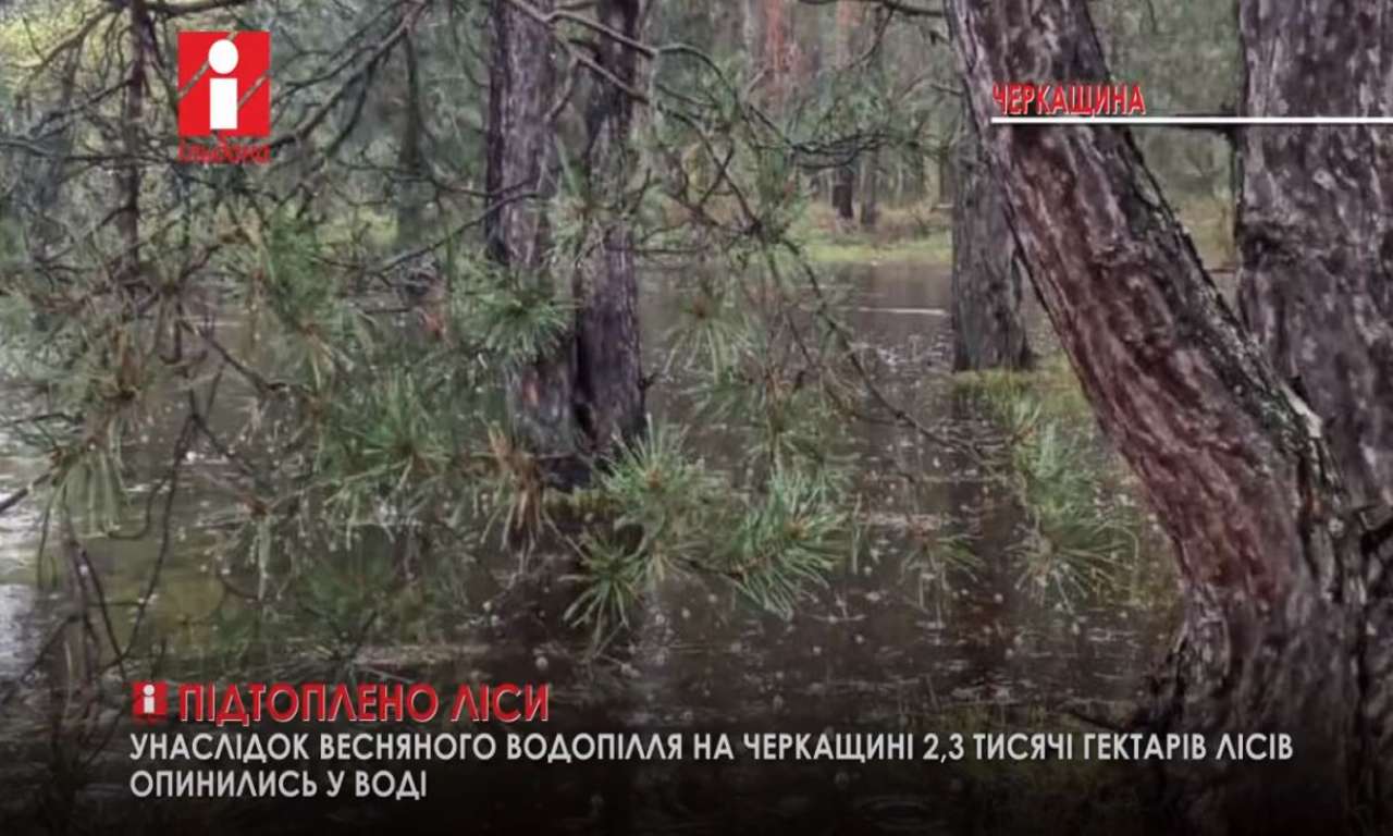 На Черкащині підтоплено 2,3 тисячі гектарів лісів (ВІДЕО)