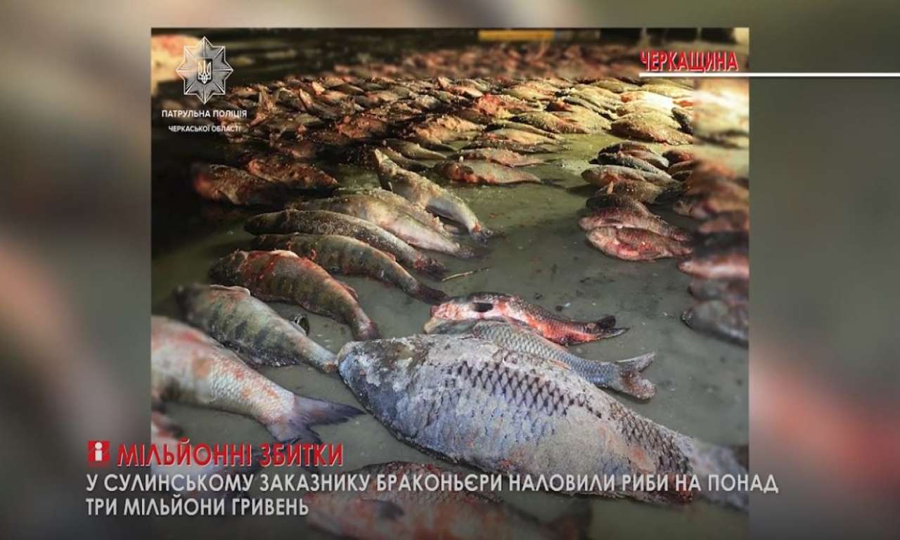 Більше трьох мільйонів збитків нанесли браконьєри на Черкащині (ВІДЕО)