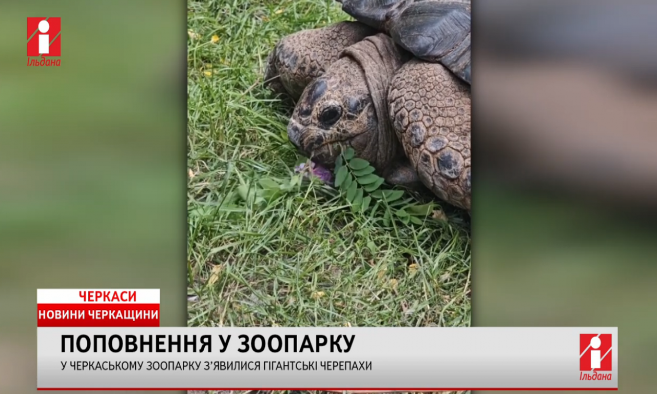 У Черкаському зоопарку з’явилися гігантські черепахи (ВІДЕО)